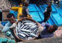 Pemprov Kalsel Siapkan 2,1 Ton Ikan untuk Haul Sekumpul