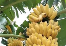 Peredaran Bibit Pisang di Kalsel Diperketat