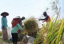 Produksi Padi Kalsel Tertinggi di Kalimantan
